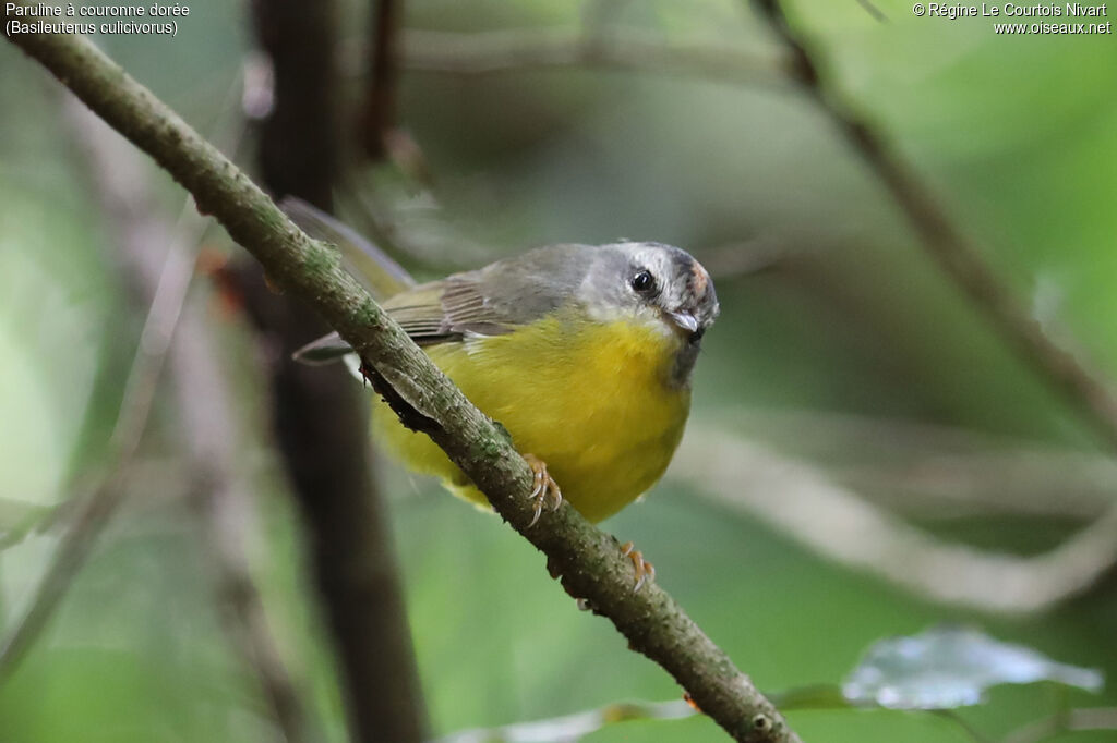 Paruline à couronne dorée