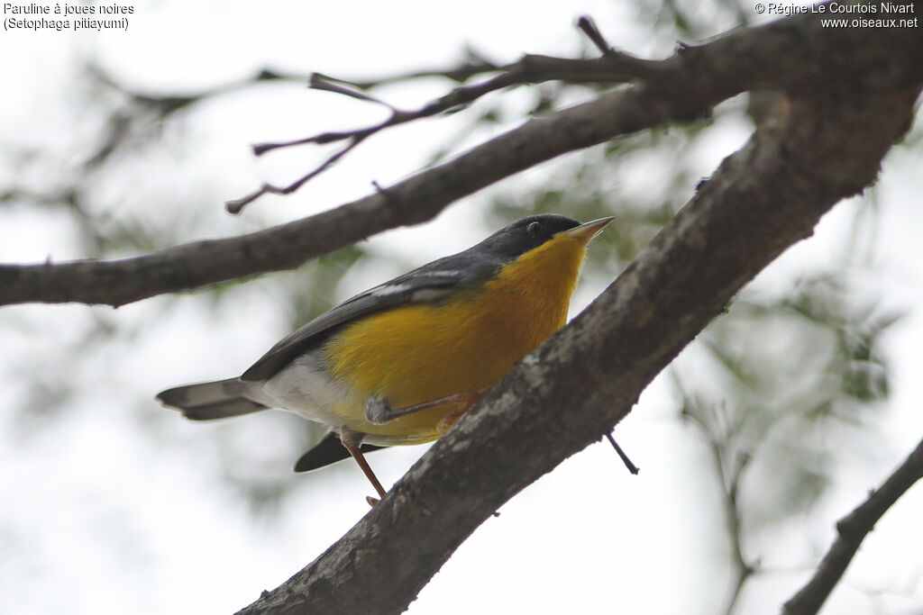 Paruline à joues noires