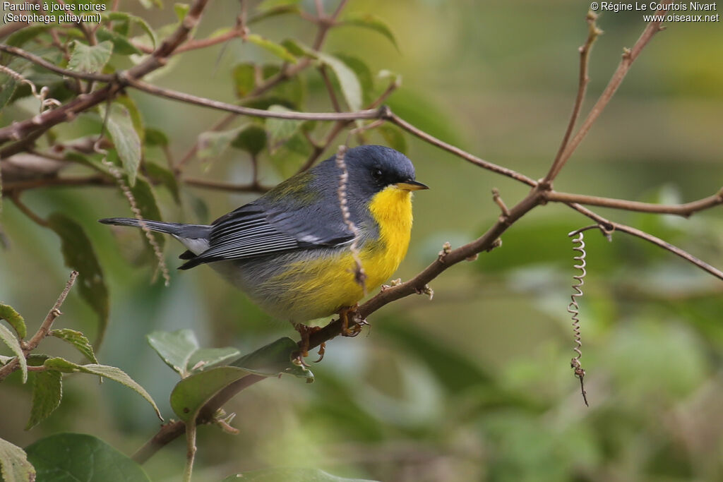 Paruline à joues noires