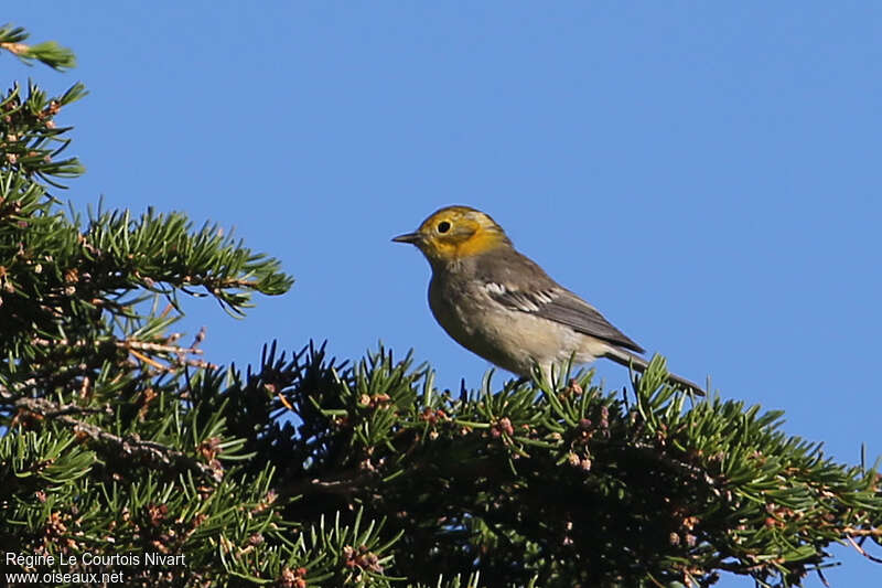 Hermit Warbler female