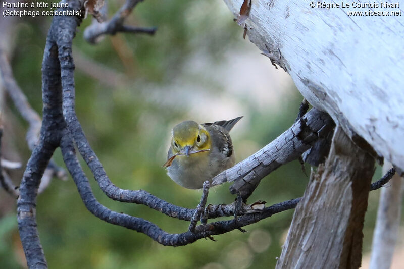 Paruline à tête jaune