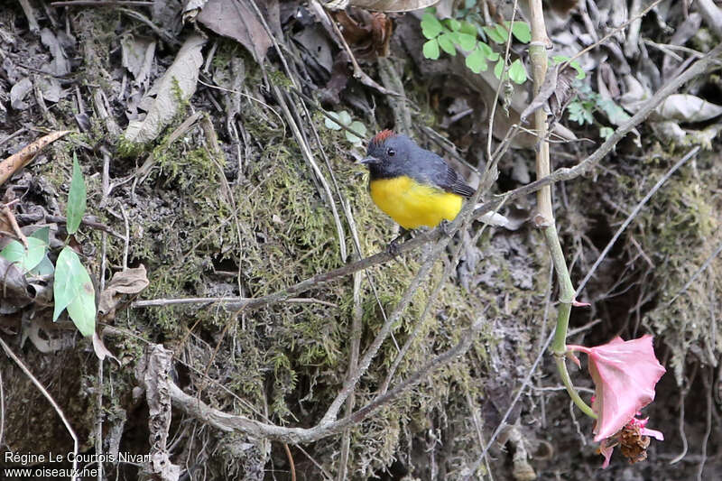 Slate-throated Whitestartadult, habitat, pigmentation