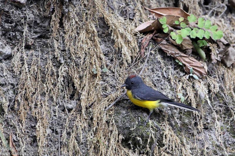 Slate-throated Whitestartadult, habitat, pigmentation