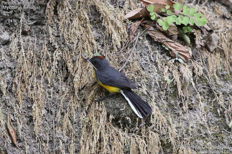 Slate-throated Whitestart