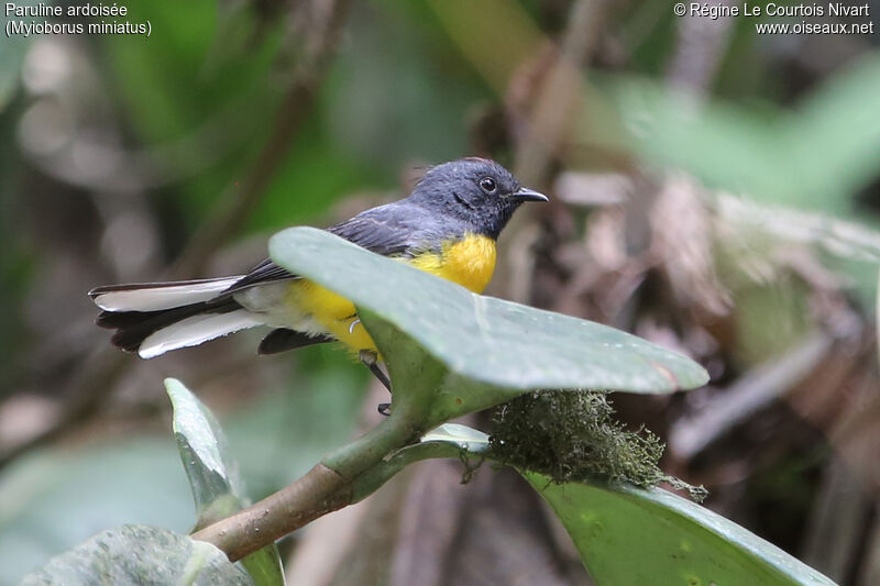 Slate-throated Whitestart