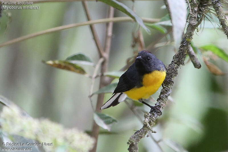 Slate-throated Whitestart