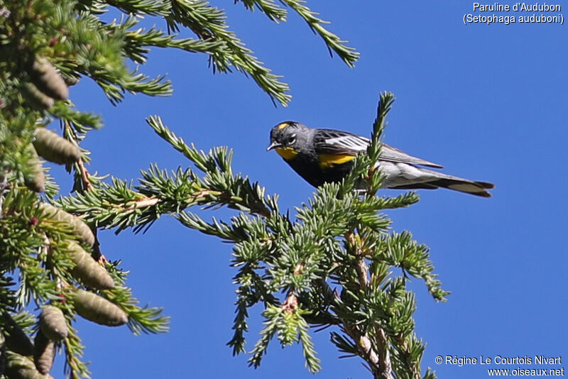 Paruline d'Audubon