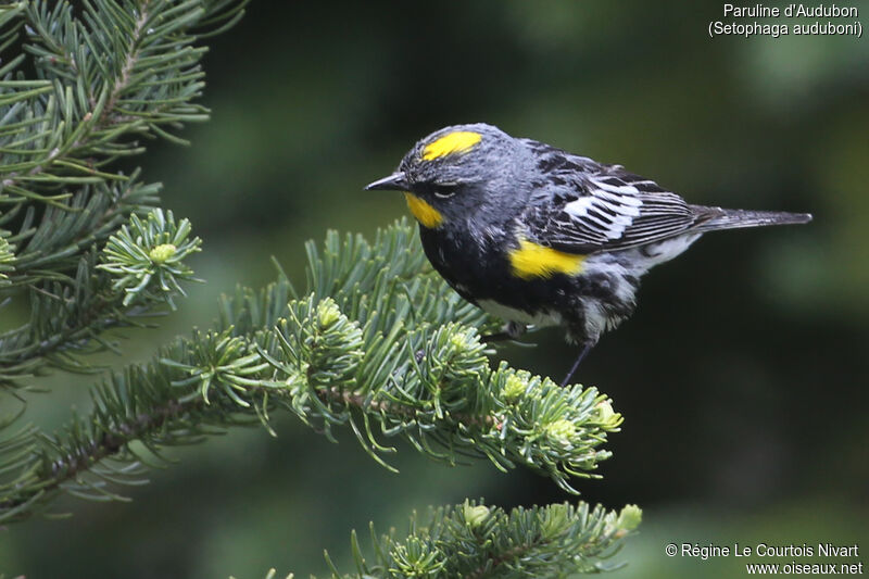 Audubon's Warbler