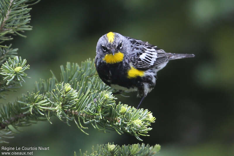 Audubon's Warbler male adult breeding, close-up portrait