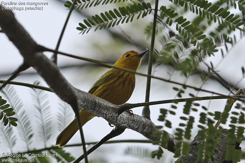 Mangrove Warbler