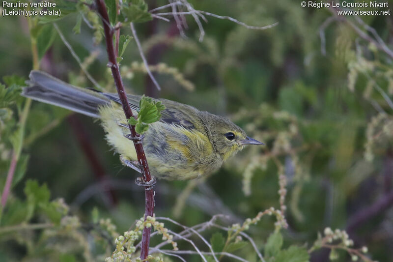 Orange-crowned Warbler