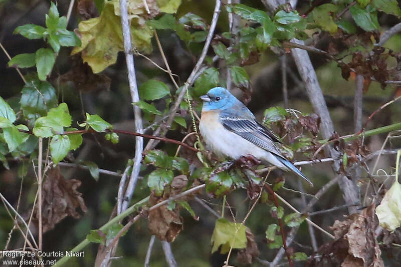 Lazuli Bunting male adult, identification