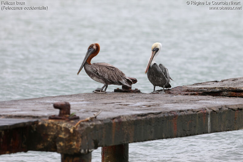 Brown Pelican