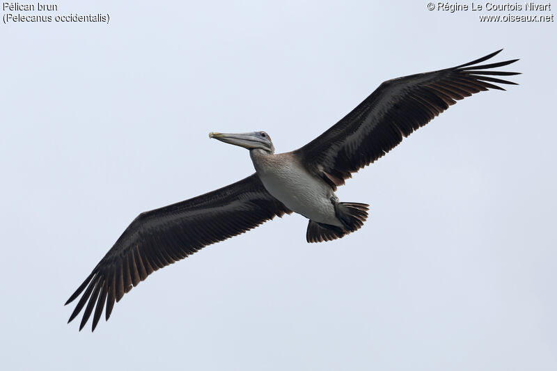 Brown Pelican