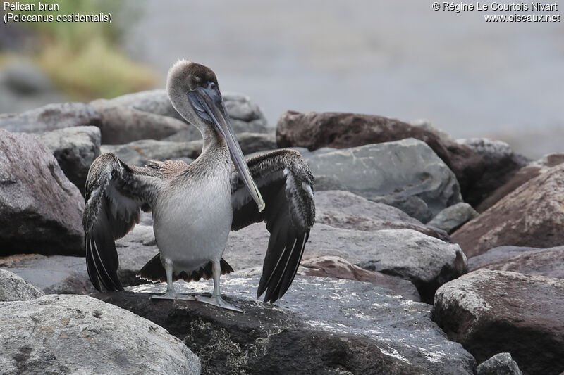 Brown Pelican