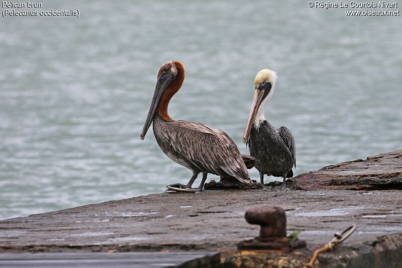 Brown Pelican