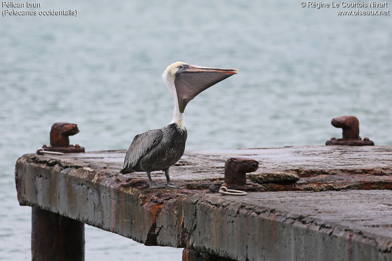 Brown Pelican