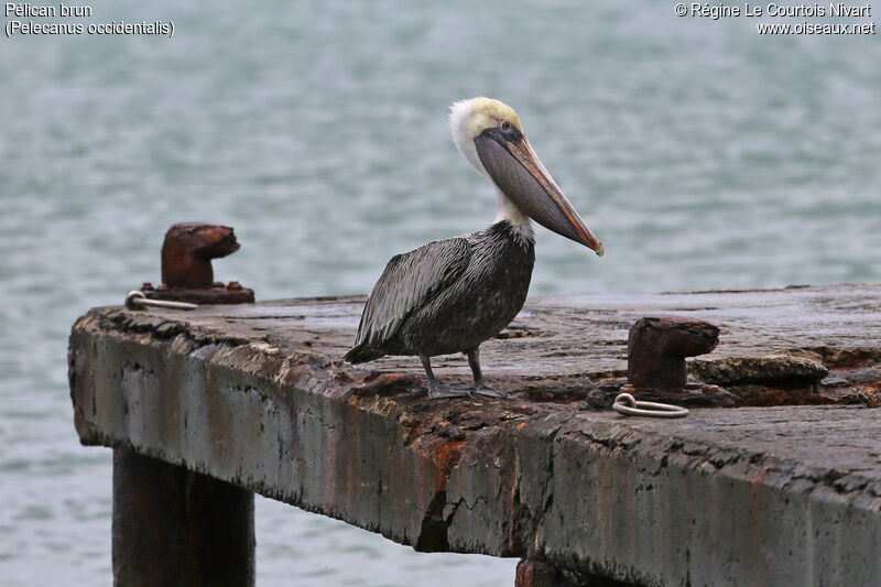 Brown Pelican