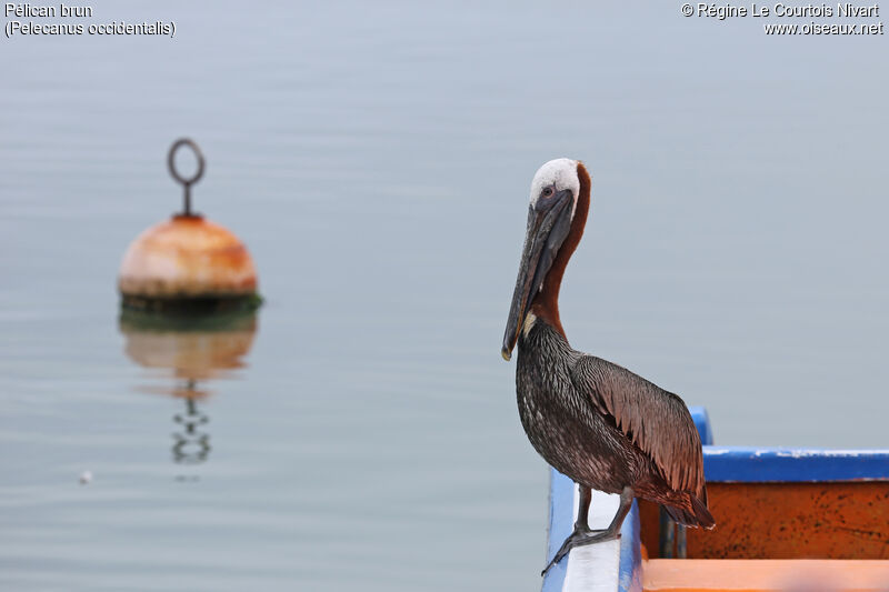 Brown Pelican