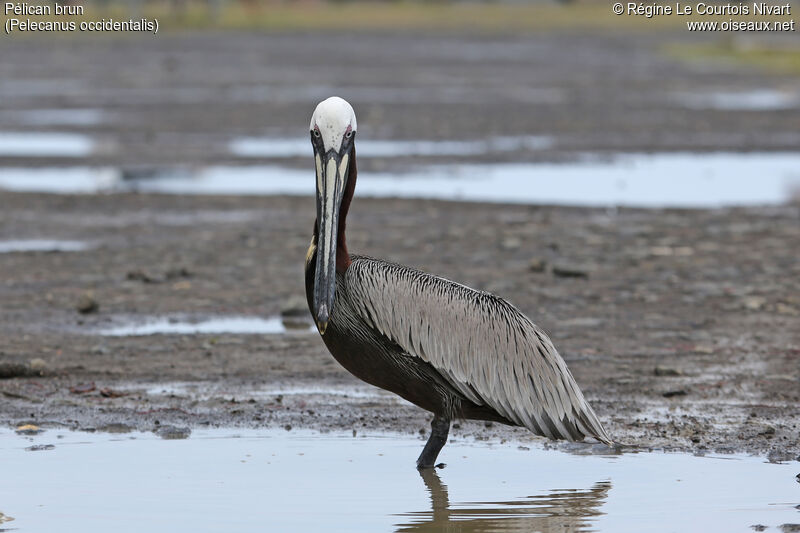 Brown Pelican