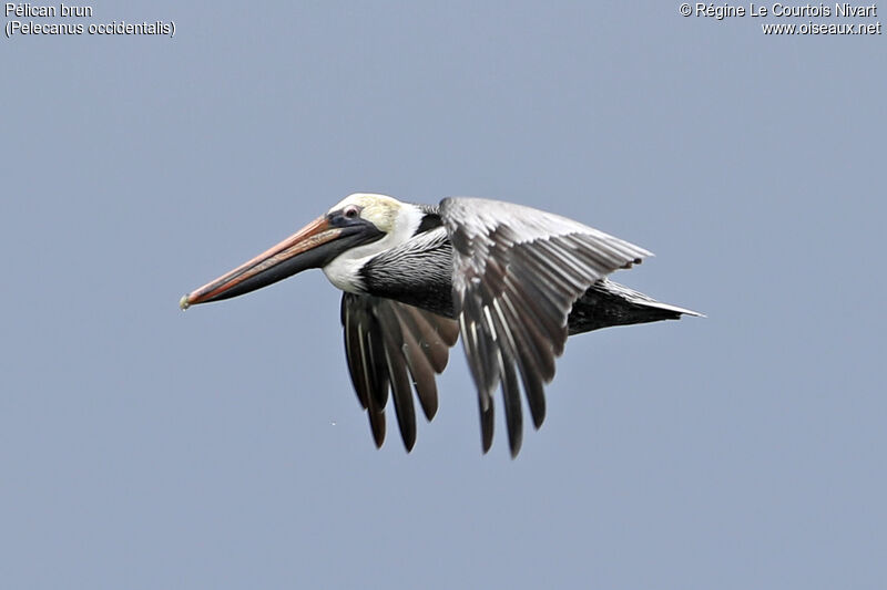 Brown Pelican