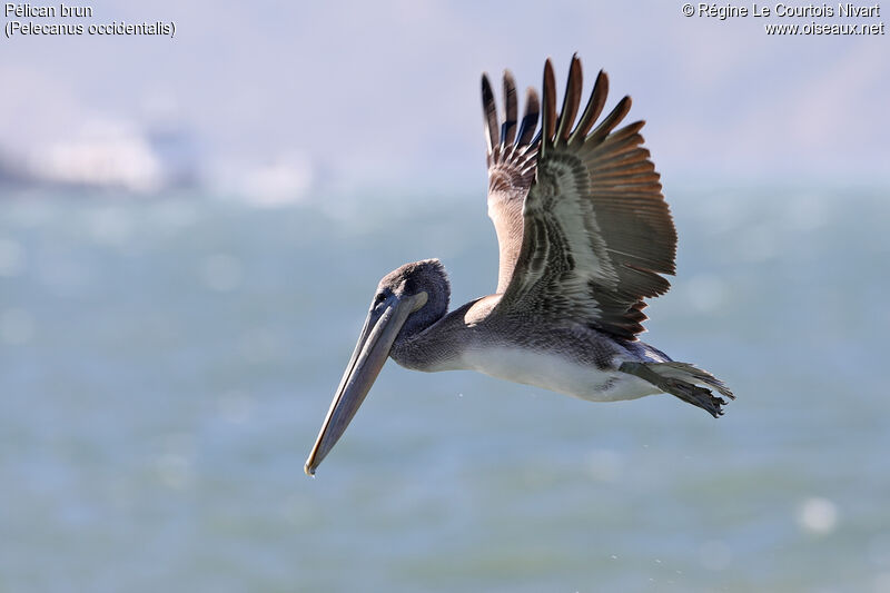 Brown Pelican