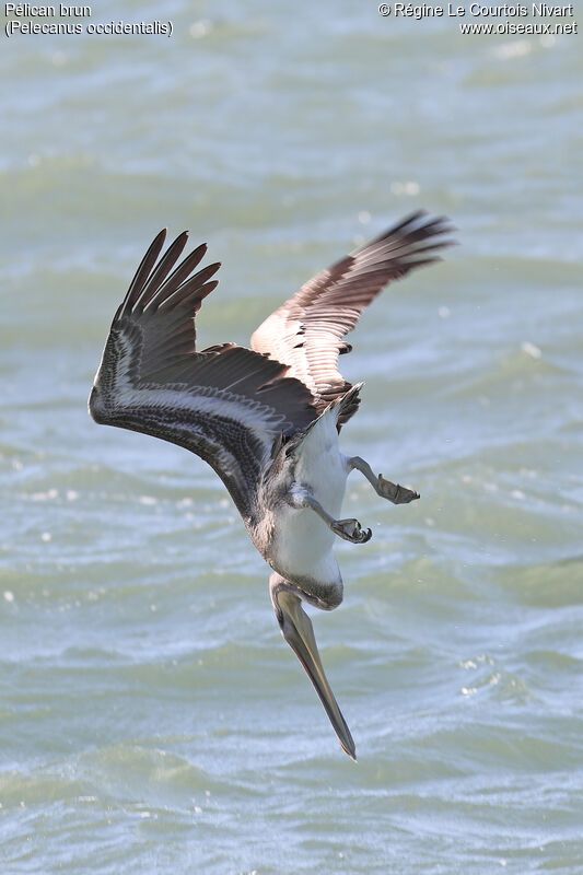 Brown Pelican