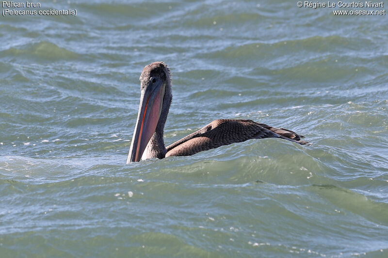 Brown Pelican