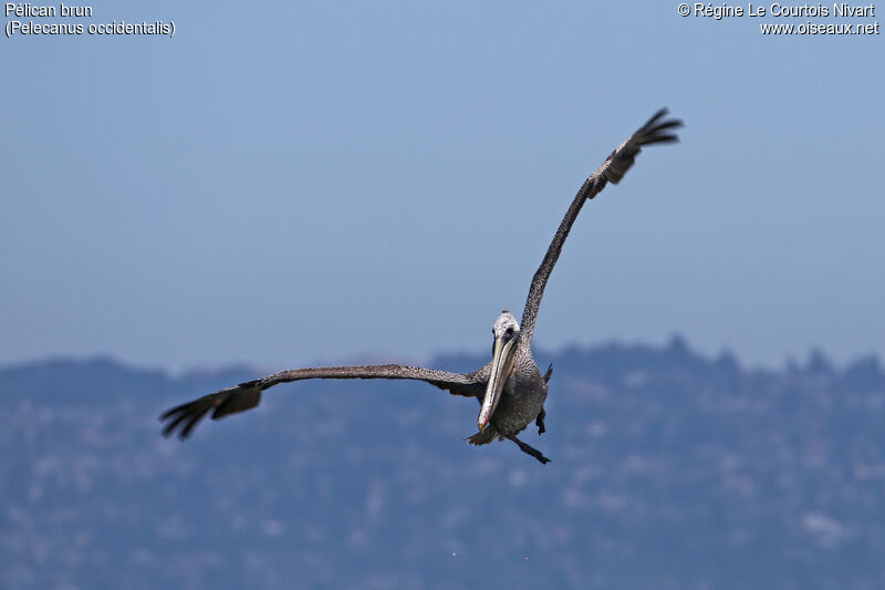 Brown Pelican