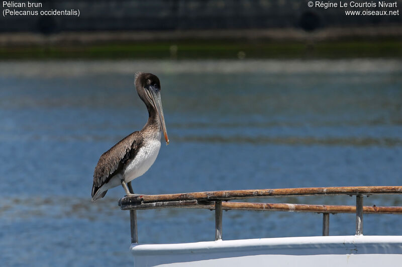 Brown Pelican