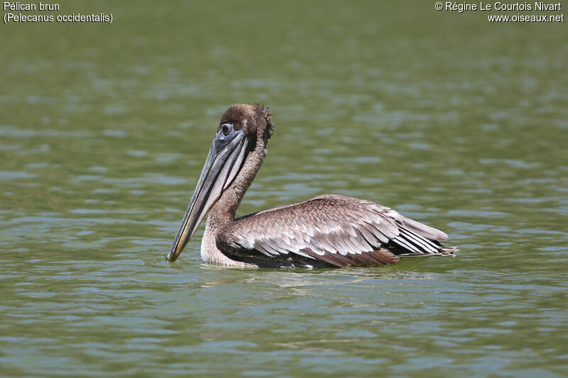 Pélican brunimmature