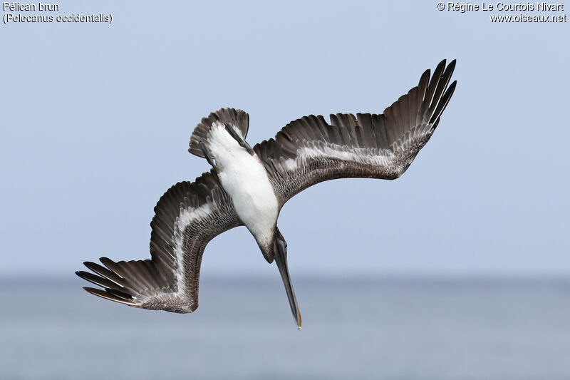 Brown Pelican