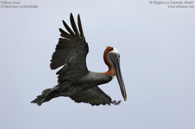 Brown Pelican