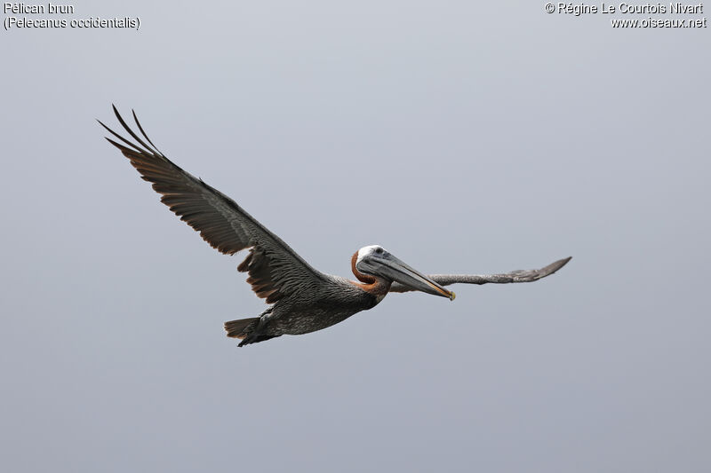 Brown Pelican