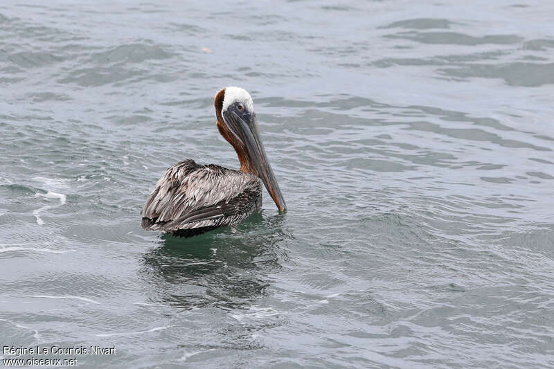 Brown Pelicanadult breeding, pigmentation, swimming