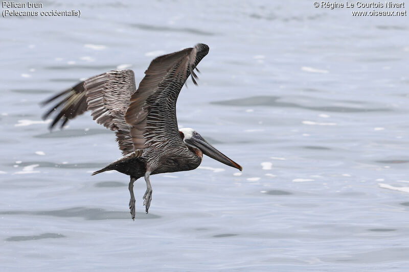 Brown Pelican