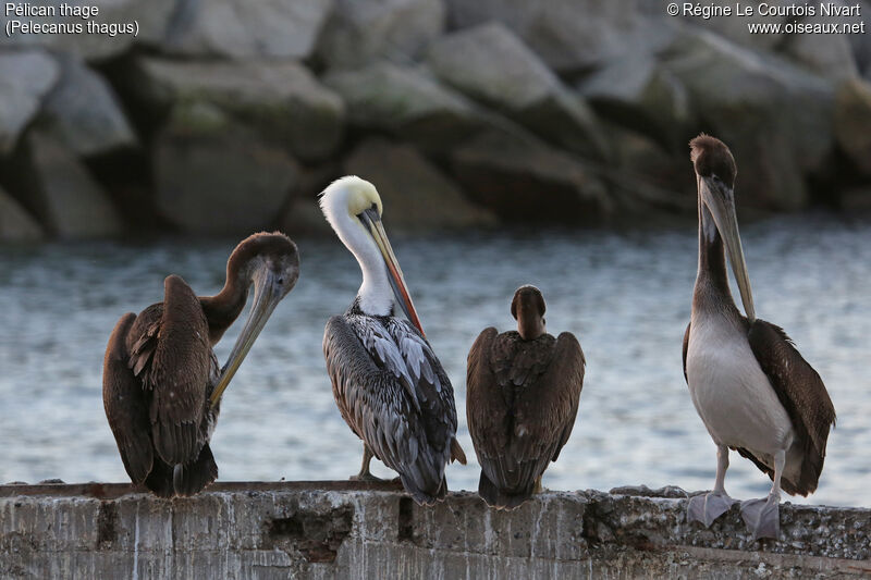 Peruvian Pelican