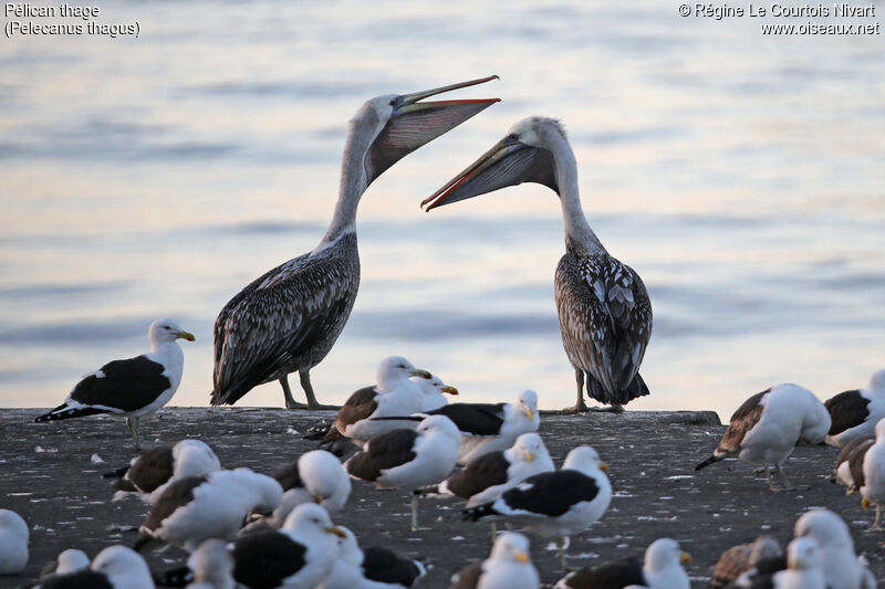 Peruvian Pelican