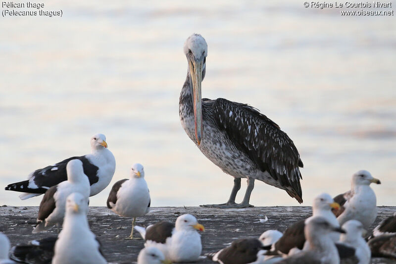 Peruvian Pelican