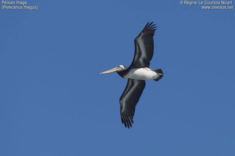 Peruvian Pelican