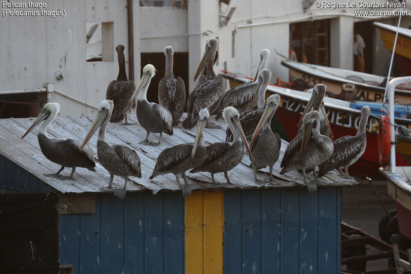 Peruvian Pelican