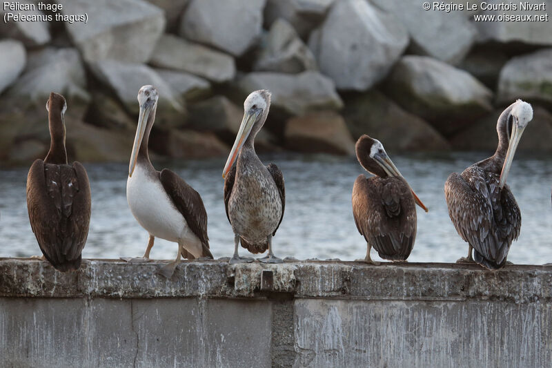 Peruvian Pelican