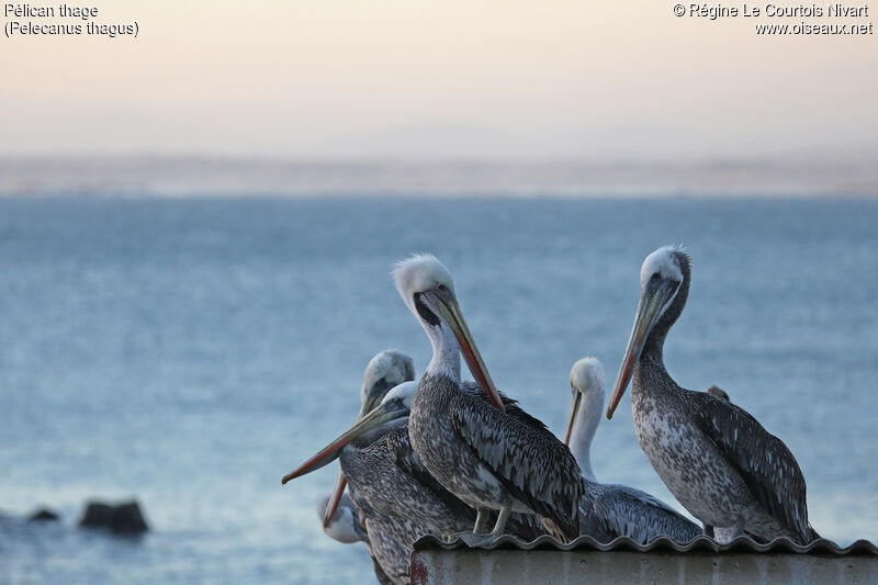 Peruvian Pelican