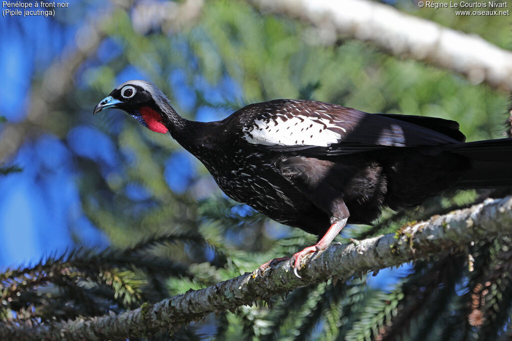 Black-fronted Piping Guan