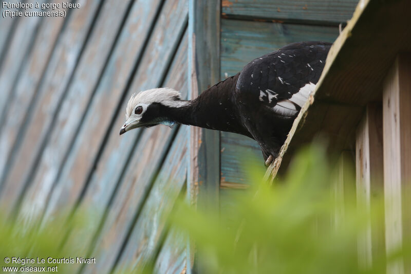 Blue-throated Piping Guan