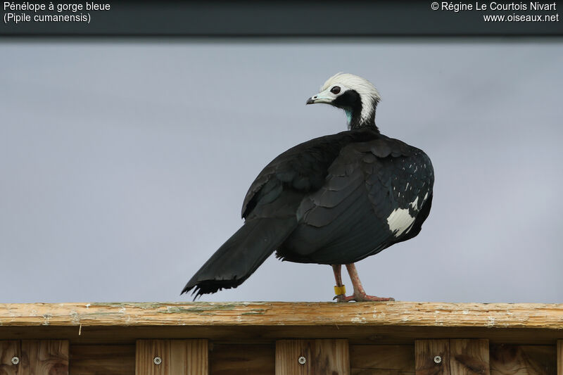 Blue-throated Piping Guan