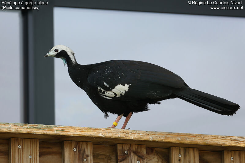 Blue-throated Piping Guan