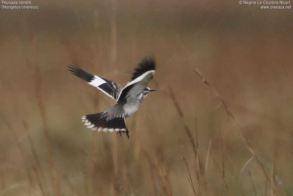 Pépoaza cendré, Vol