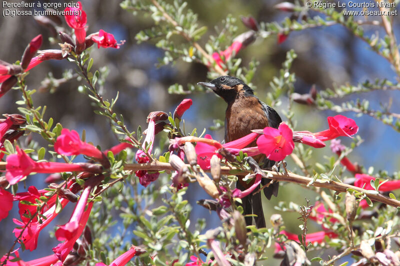 Black-throated Flowerpierceradult