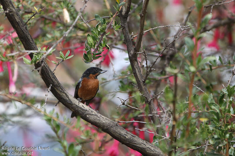 Black-throated Flowerpierceradult, habitat